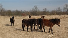 Stádo divokých koní spásá louky v ptaím parku Josefovské louky.
