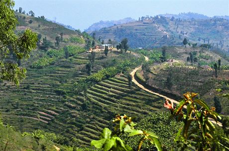 Plante aje, kvy a bann v okol jezera Kivu