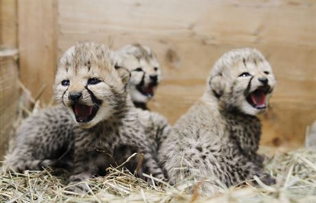 V beznu 2018 se ve dvorské zoo narodila tyi mláata gepard  ti samiky a...