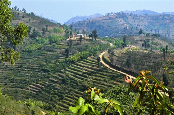 Plantáže čaje, kávy a banánů v okolí jezera Kivu