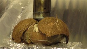 Lis versus kokos. Za jak dlouho zvítzí 20 tun?