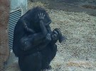 Gorilí samice Kijivu jako teta malého Ajabua