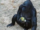 Gorilí samice Kijivu slaví ptadvacetiny