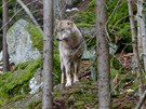 Lidé mohou v návtvnickém centru v Srní na umav pozorovat ve výbhu vlky.