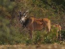 Západní poddruh antilopy Derbyho nikde jinde mimo Senegal nenajdete. Necelých...