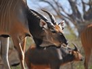 Samice antilop pohlavn dospívají zhruba ve tech letech. Prmrný vk...