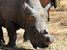 Rezervaci obývají i dva nosoroci bílí jiního poddruhu. Od minulého roku, kdy...