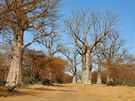 Cesta typická pro rezervaci Bandia, tedy lemovaná vzrostlými baobaby a trnitými...