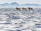 Kon Pevalského z praského transportu v aklimatizaní ohrad v mongolské...