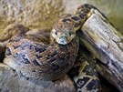 HROZNÝOVEC KUBÁNSKÝ (Epicrates angulifer) Velký hroznýovitý had je nejvtím...