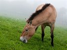 K PEVALSKÉHO (Equus przewalskii) Druh po desetiletí peíval jen díky chovm...