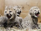 V b�eznu 2018 se ve dvorsk� zoo narodila �ty�i ml��ata gepard� � t�i sami�ky a...