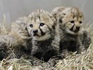 V březnu 2018 se ve dvorské zoo narodila čtyři mláďata gepardů – tři samičky a...