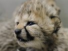 V březnu 2018 se ve dvorské zoo narodila čtyři mláďata gepardů – tři samičky a...