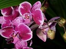 Orchideje