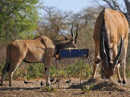 V rezervaci Bandia je populace antilop Derbyho rozdělena do tří chovných a...
