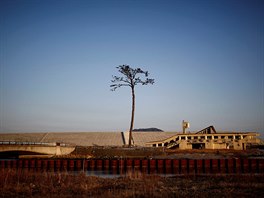 Zázraná borovice, symbolizující nadji a obnovu poté, co peila tsunami v...