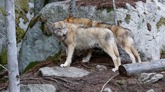 Lidé mohou v návštěvnickém centru v Srní na Šumavě pozorovat ve výběhu vlky.