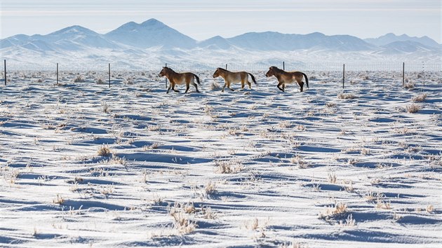 Koně Převalského z pražského transportu v aklimatizační ohradě v mongolské stepi letos v zimě.