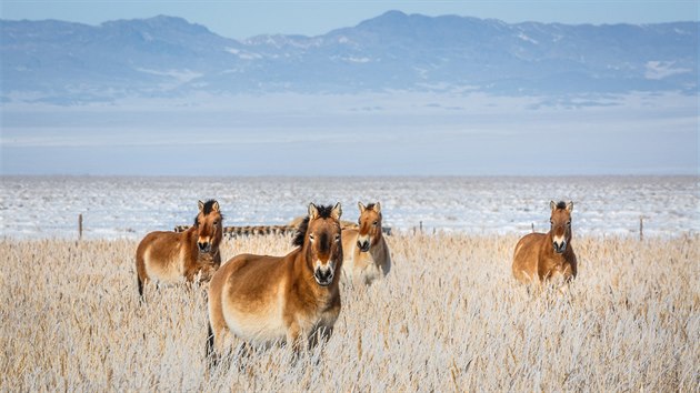 Takto klisny kon Pevalskho z jednoho z praskch transport v aklimatizan ohrad v mongolsk stepi pevaj zimu.