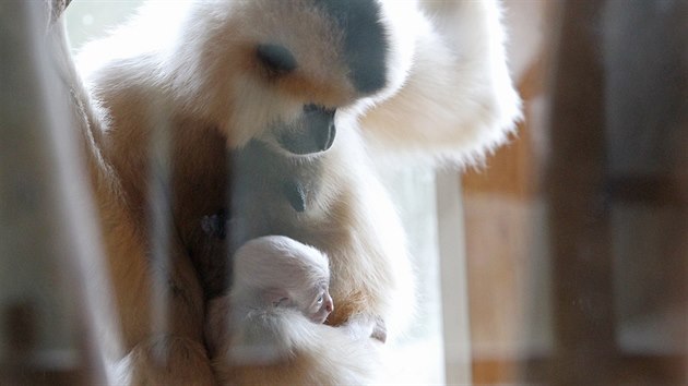 V jihlavské zoo se narodilo mládě gibona. Prvního půl roku je zcela odkázané na matku, která jej nosí na hrudi a kojí. Ošetřovatelé zatím neví, zda se jedna o holku, či kluka.