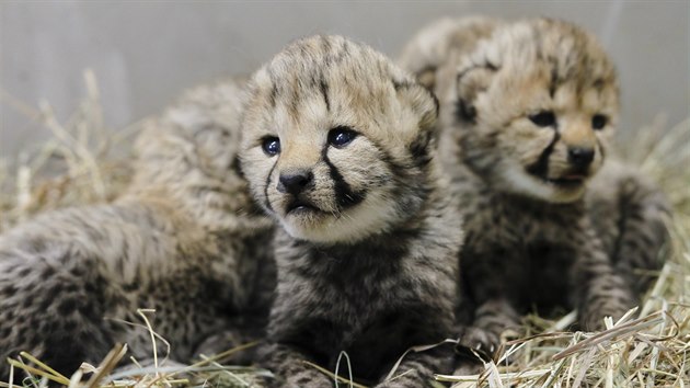 V březnu 2018 se ve dvorské zoo narodila čtyři mláďata gepardů – tři samičky a jeden samec.