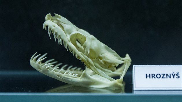 Safari Park ve Dvoře Králové otevřel expozici Krása kosti. Na snímku lebka hroznýše královského.