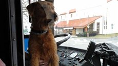 �t�n� v trolejbusu. Ven ho dostala a� odchytová skupina pardubických strá�ník�....