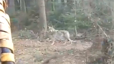 Vlk, kterého se podařilo natočit poblíž Vrchovan u Doks.