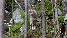 Lidé mohou v návštěvnickém centru v Srní na Šumavě pozorovat ve výběhu vlky.