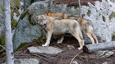 Dan Bárta ml koncertovat s Jihoeskou filharmonií v eskobudjovickém Metropolu.