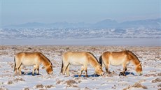 Kon Pevalského do mongolských stepí patili a patí. Názory na to, jak pesn...