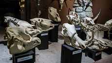 Safari Park ve Dvoře Králové otevřel expozici Krása kosti.