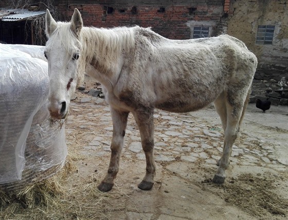 Snímek týraného vyhladovlého lipického kon, kterého veterinái objevili pi...