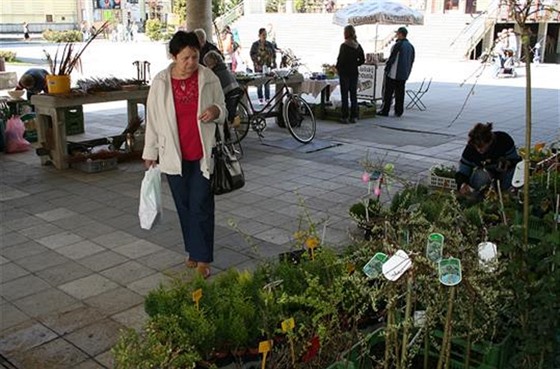 Trnice ped mstským úadem ve Vsetín.