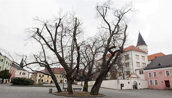 estice lip roste uprosted Horního námstí v Perov u více ne sto let,...