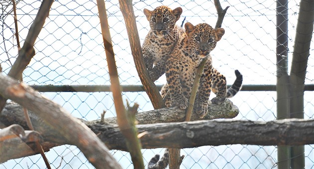 V brnnské zoo pojmenovali malé levharty. Holka dostala jméno Aruni a kluk...