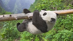 Práce sn: pandí chva a testova vibrátor