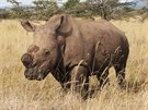 Nosoroec Sudán v Ol Pejet v roce 2012