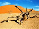 Sossusvlei v Namibii, Duna . 45