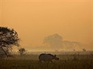V PÍROD. Jeden z nosoroc indických si kráí v parku Pobitora Wildlife...