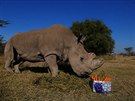 Uhynul posledn nosoroec severn bl. Zbry z kesk zoo.