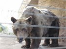Probuzení medvdi v plzeské zoo se s chutí vrhli na pikoty