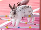 Závody ve skoku králík pes pekáku na kromíském výstaviti Floria (24....