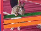 Závody ve skoku králík pes pekáku na kromíském výstaviti Floria (24....