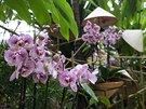 Atraktivní zbarvení ady orchidejí uaruje mnohým návtvníkm natolik, e si...