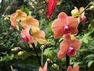 Oblíbené Phalaenopsis tu najdete v nejrznjích odstínech.