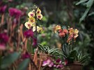 Kadý rok tu také najdete nové kultuvary orchidejí lechtných pro milovníky...