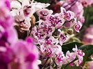 Milovníci orchidejí si ve skleníku Fata Morgana bohatá kvtenství opravdu...