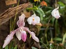 Barevná i tvarová kála vystavených druh orchidejí je úasná. 